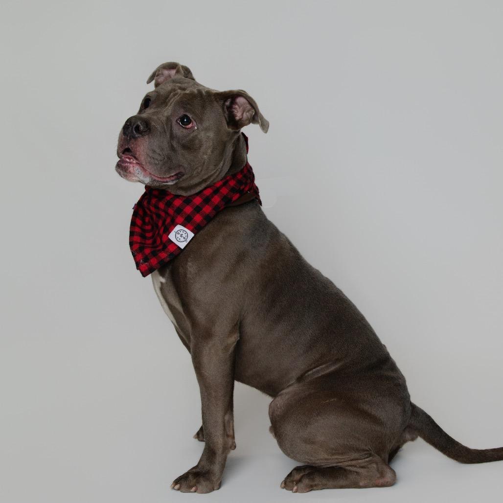 Enlarge Major, a Adoptable American Bulldog in Newark, NJ image 5/6