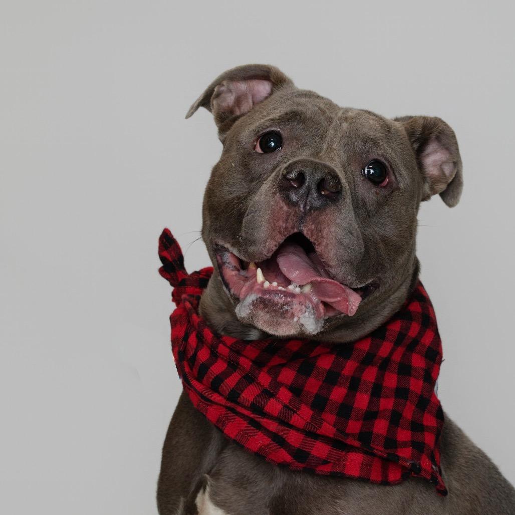 Enlarge Major, a Adoptable American Bulldog in Newark, NJ image 6/6