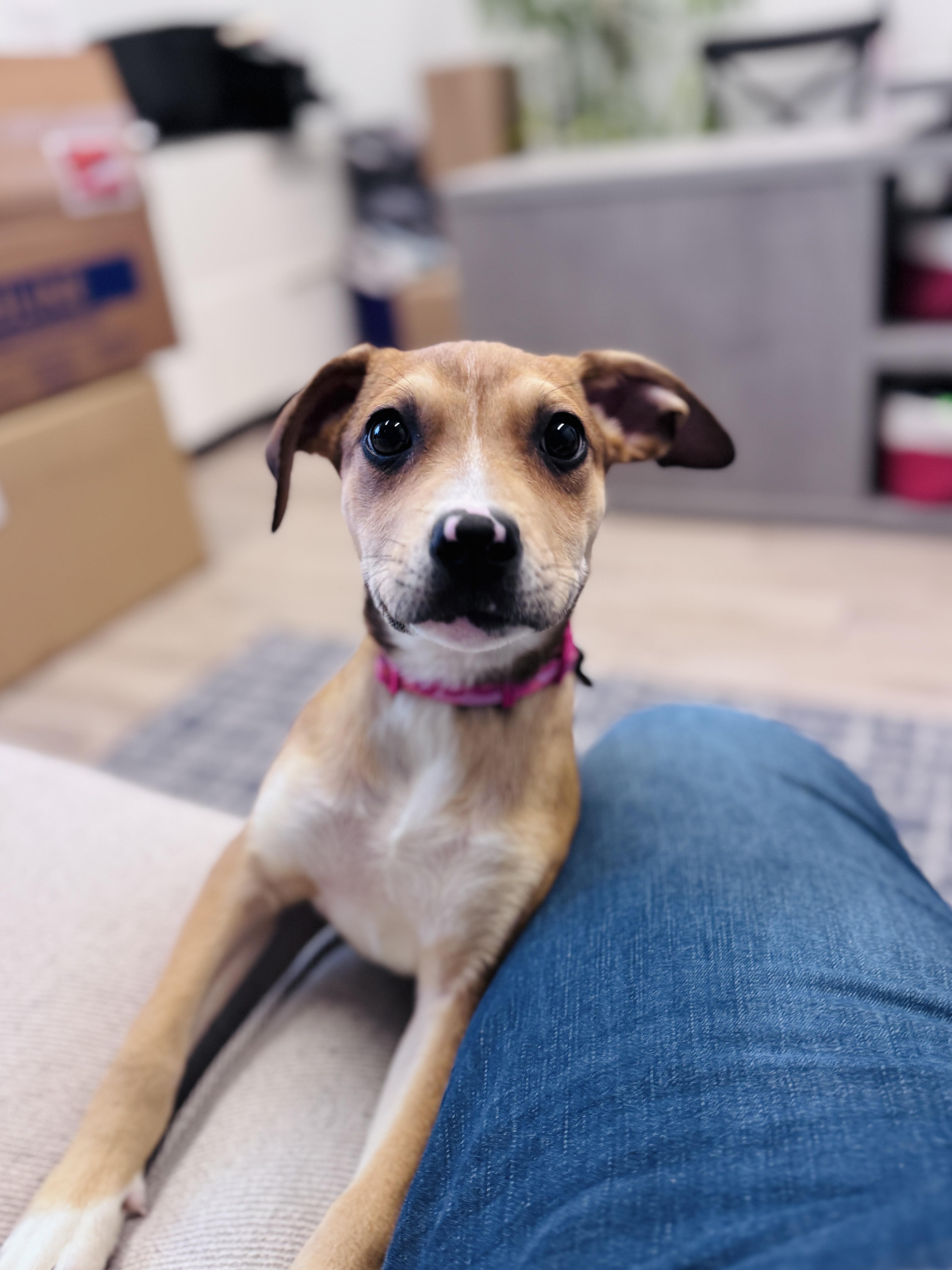 Enlarge Madalena, an adoptable mixed breed in Palatine, IL image 4/6