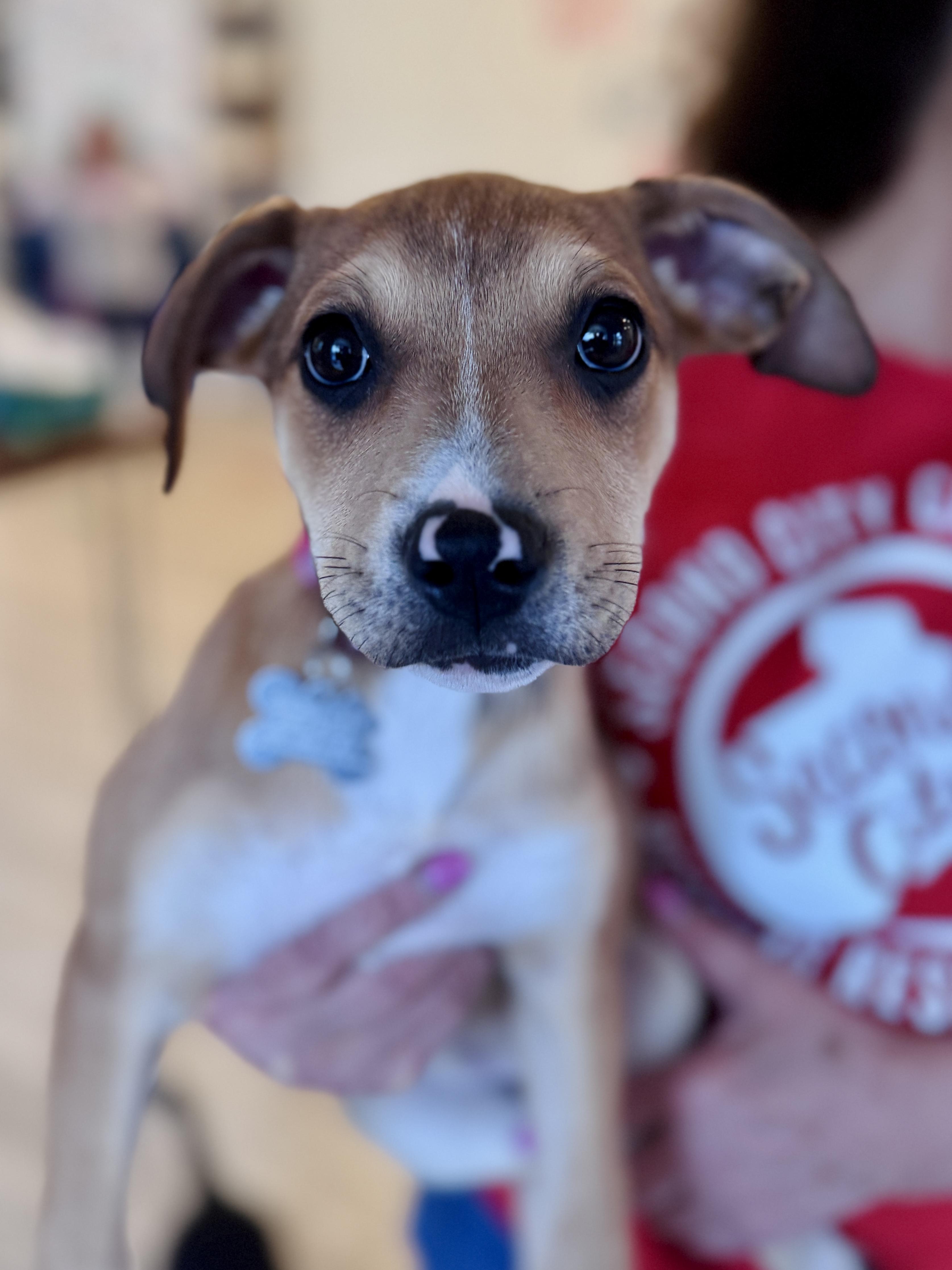 Enlarge Madalena, an adoptable mixed breed in Palatine, IL image 2/6