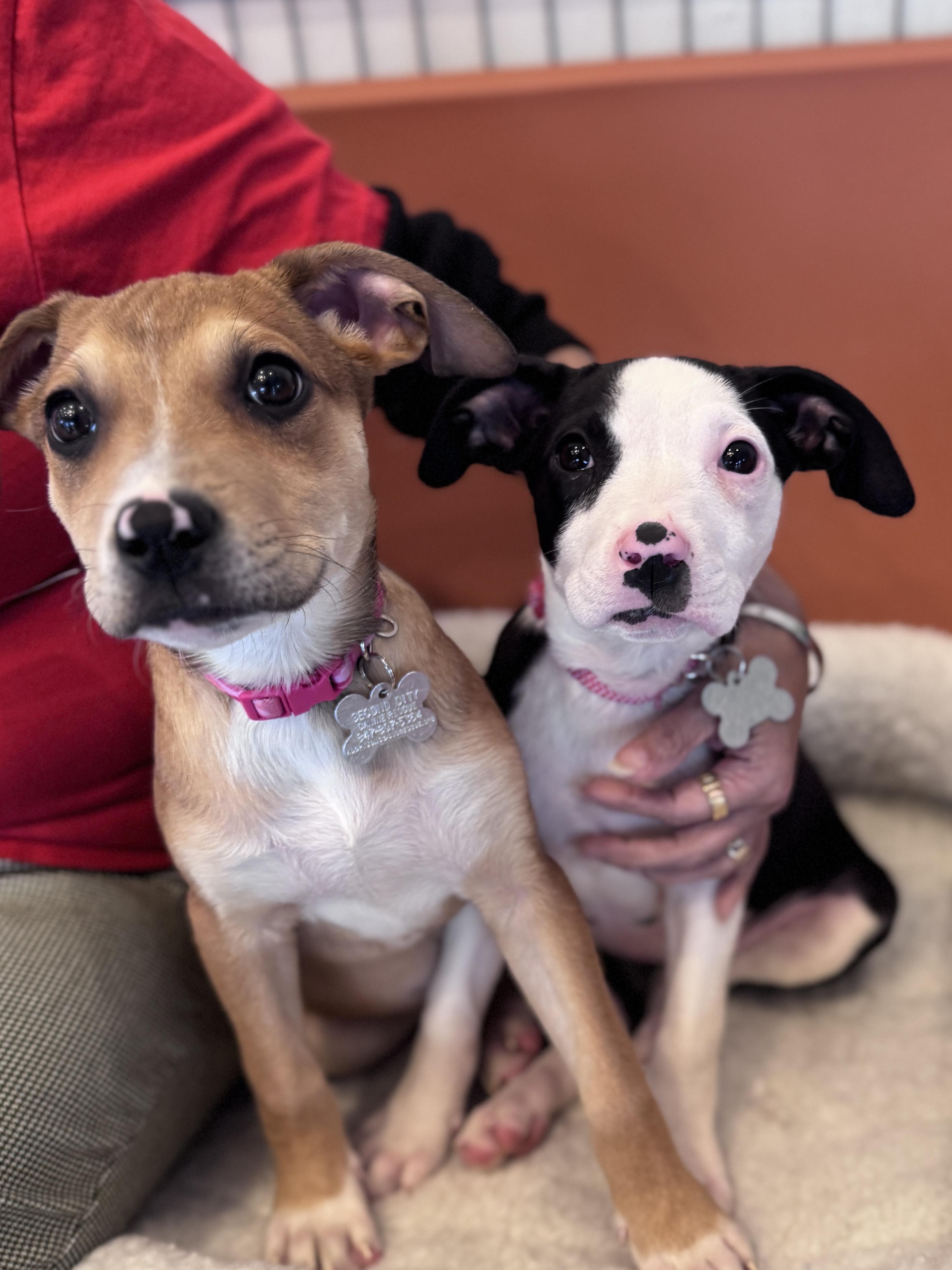 Enlarge Madalena, an adoptable mixed breed in Palatine, IL image 6/6