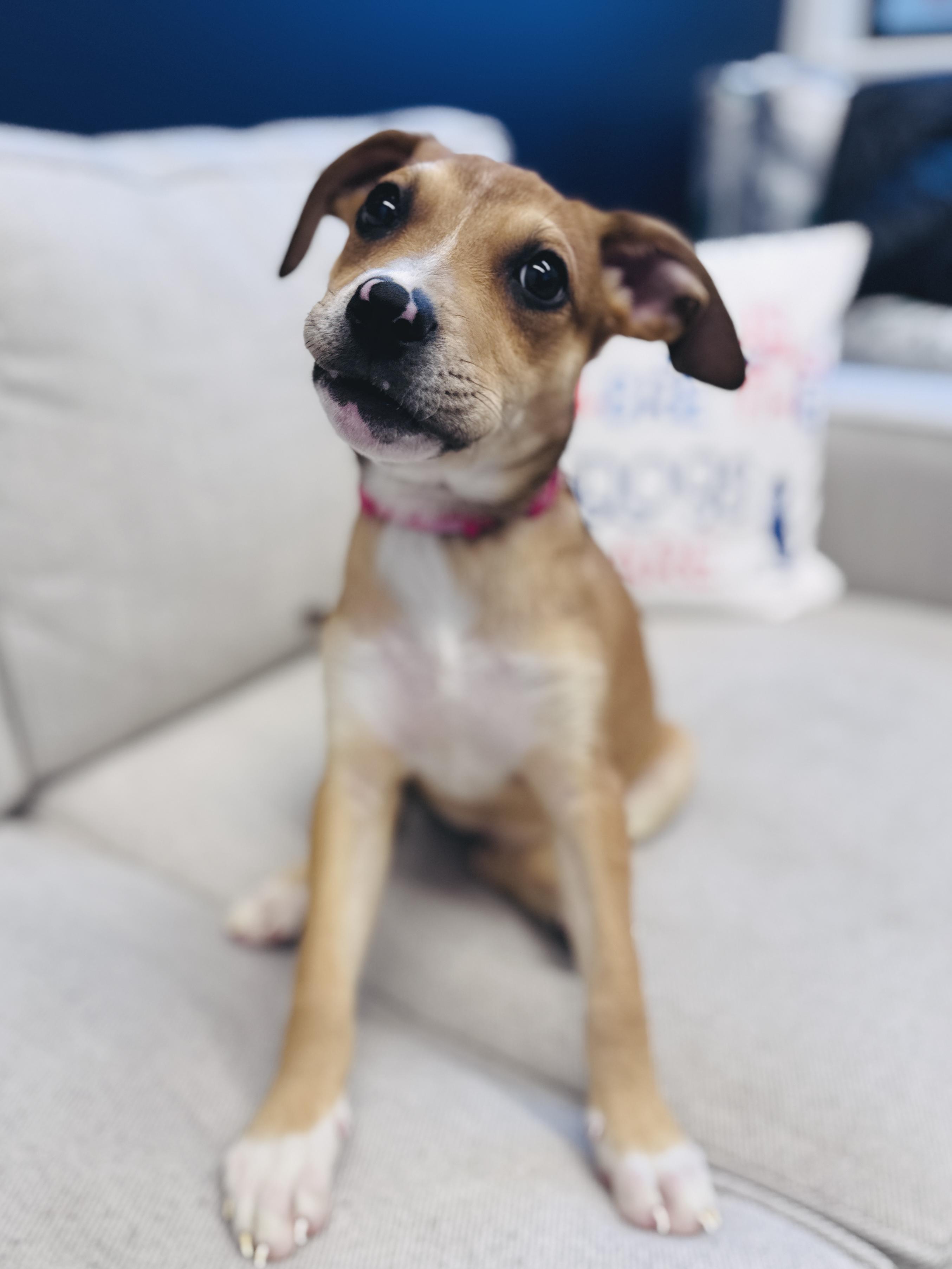 Enlarge Madalena, an adoptable mixed breed in Palatine, IL image 3/6