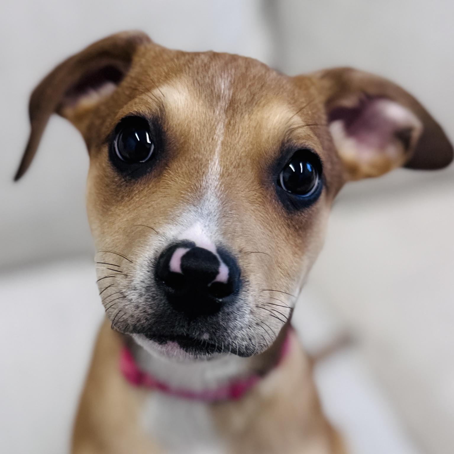 Madalena, adoptable, Puppy Female Hound & Pit Bull Terrier.