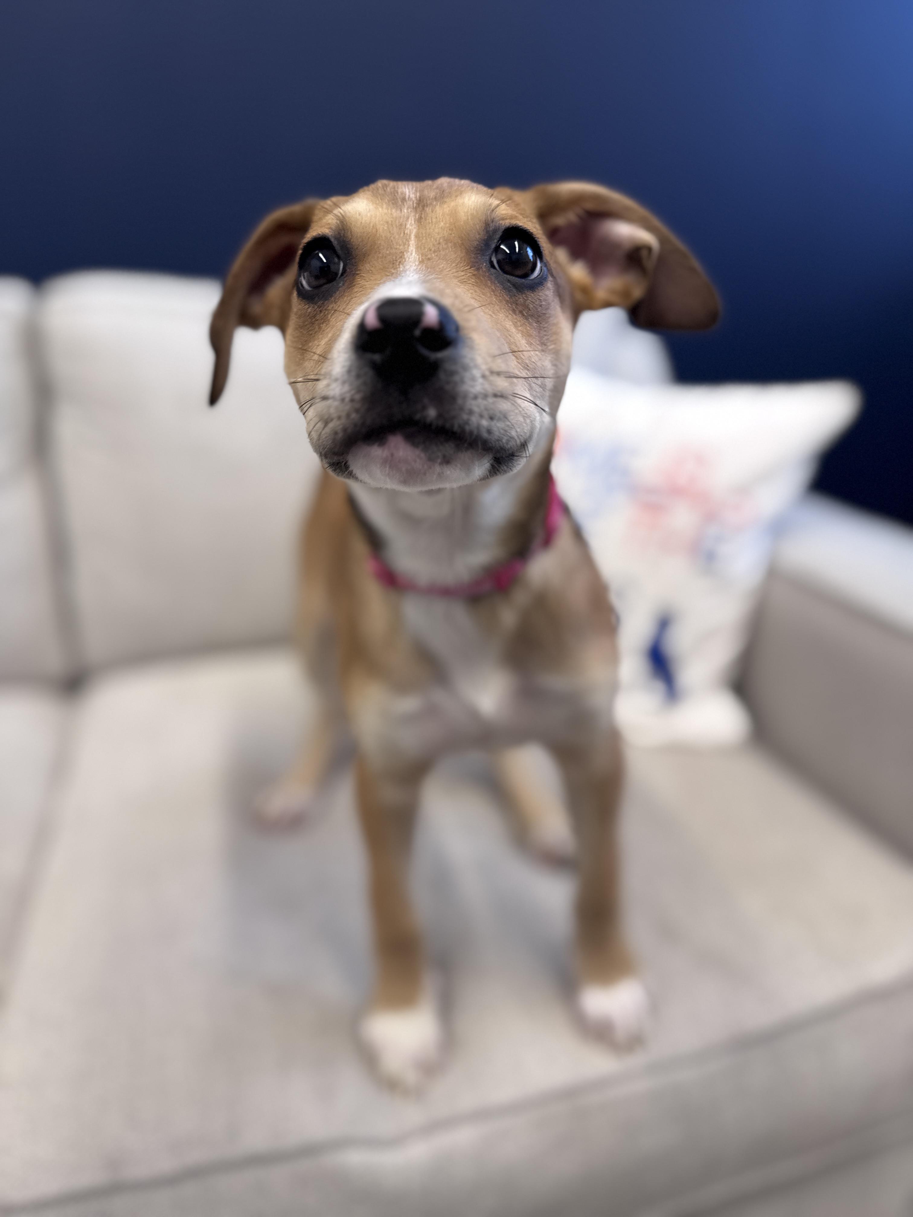 Enlarge Madalena, an adoptable mixed breed in Palatine, IL image 5/6