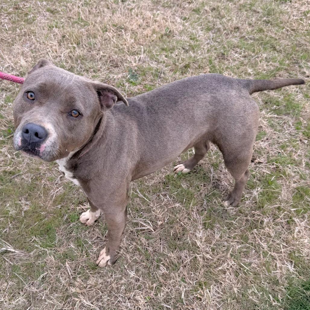 Squeaks, Adoptable, Adult Female Pit Bull Terrier.