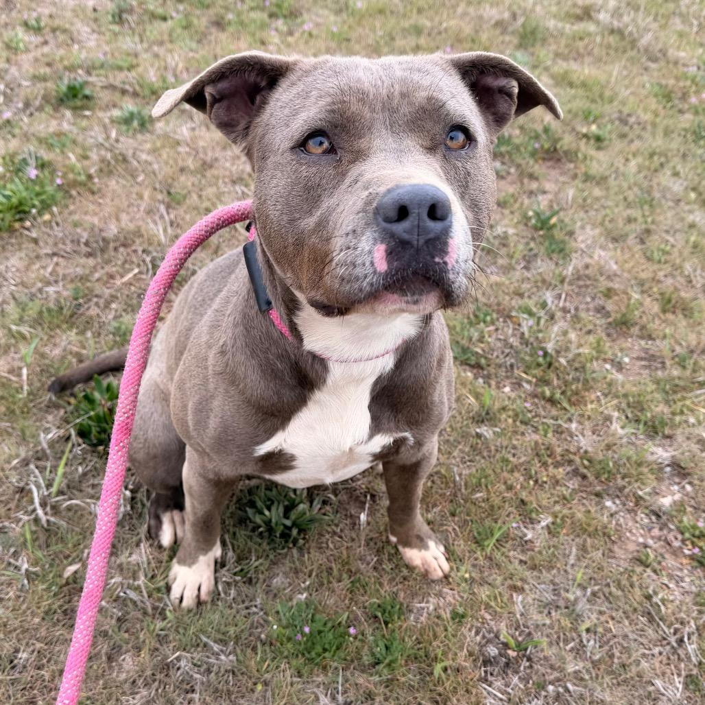 Enlarge Squeaks, a Adoptable Pit Bull Terrier in Duncan, OK image 2/6