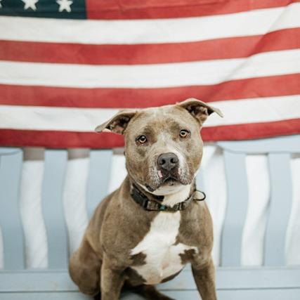 Squeaks, a Adoptable Pit Bull Terrier in Duncan, OK image 3/6