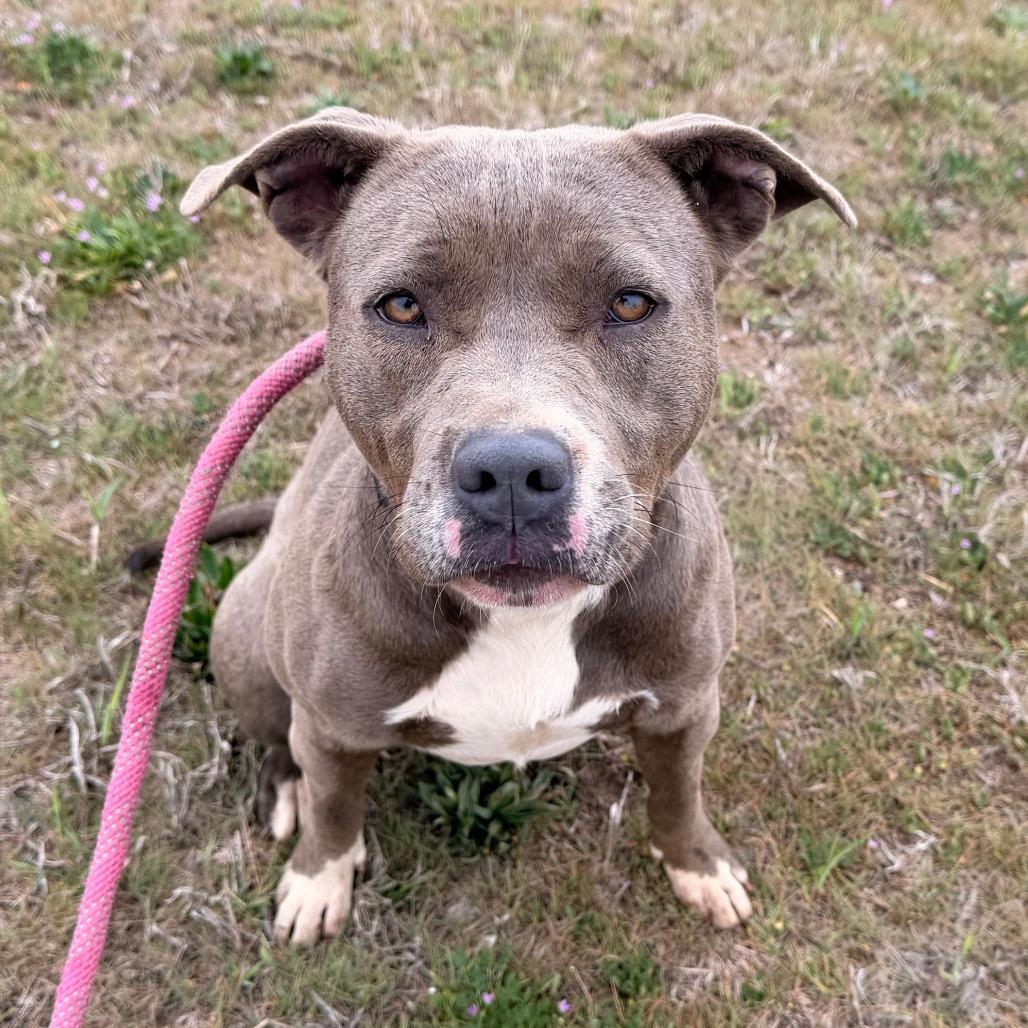 Enlarge Squeaks, a Adoptable Pit Bull Terrier in Duncan, OK image 3/6
