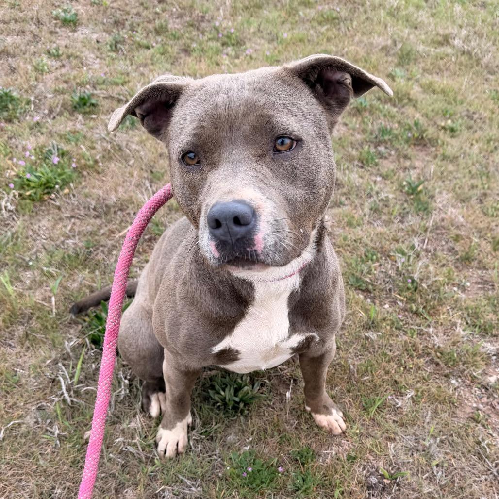 Enlarge Squeaks, a Adoptable Pit Bull Terrier in Duncan, OK image 4/6