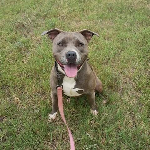 Squeaks, a Adoptable Pit Bull Terrier in Duncan, OK image 5/6