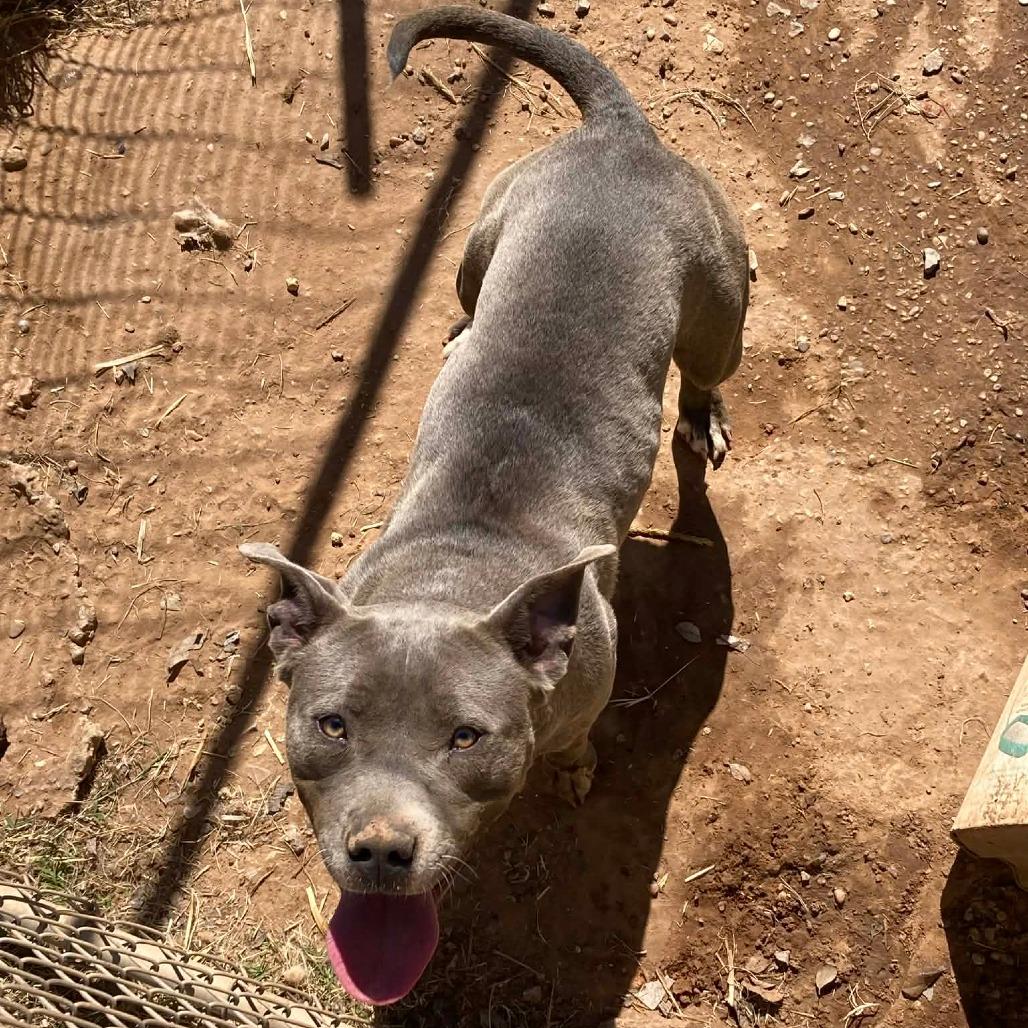 Enlarge Squeaks, a Adoptable Pit Bull Terrier in Duncan, OK image 5/6