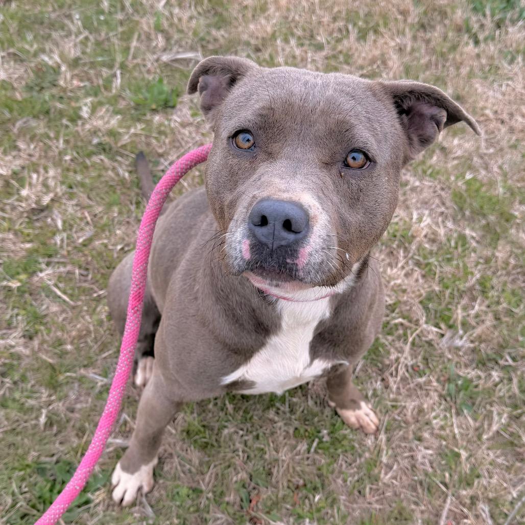 Enlarge Squeaks, a Adoptable Pit Bull Terrier in Duncan, OK image 6/6