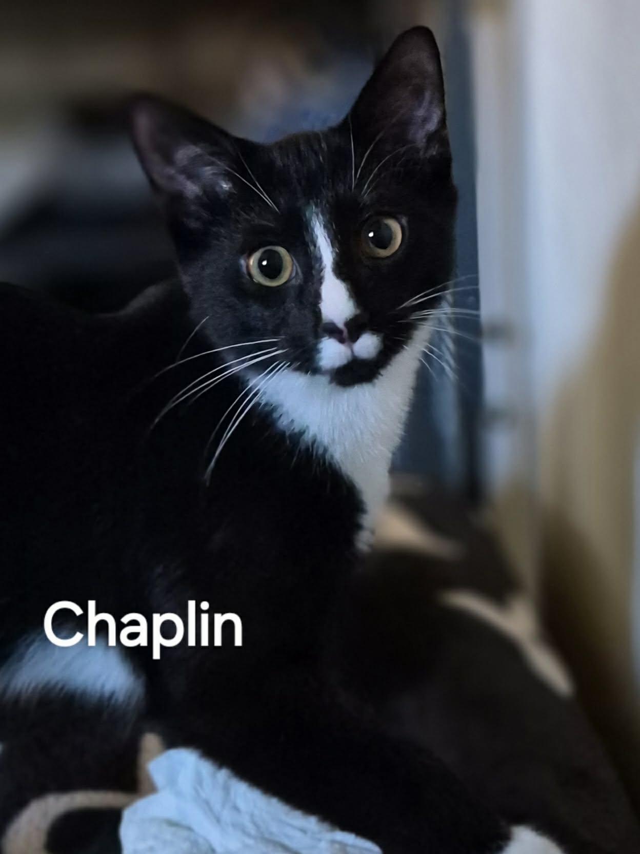 Chaplin - Charming & Playful!, an adoptable Tuxedo in Hamilton, ON image 2/2