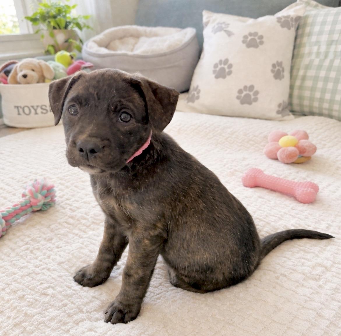 Enlarge Lucy van Pelt, a Adoptable mixed breed in Huntingtown, MD image 4/6