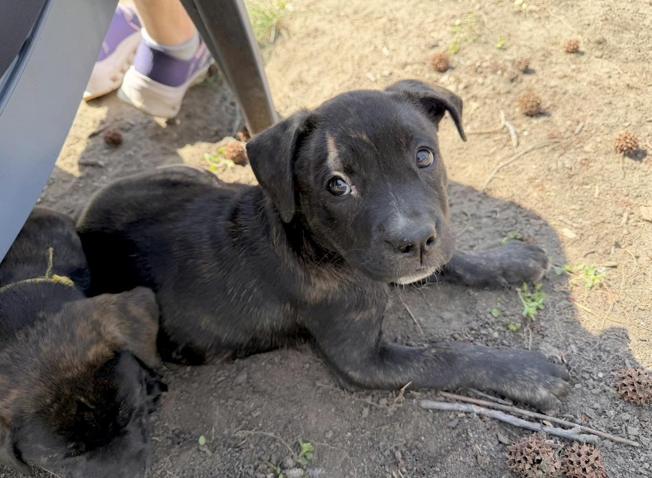 Enlarge Lucy van Pelt, a Adoptable mixed breed in Huntingtown, MD image 5/6