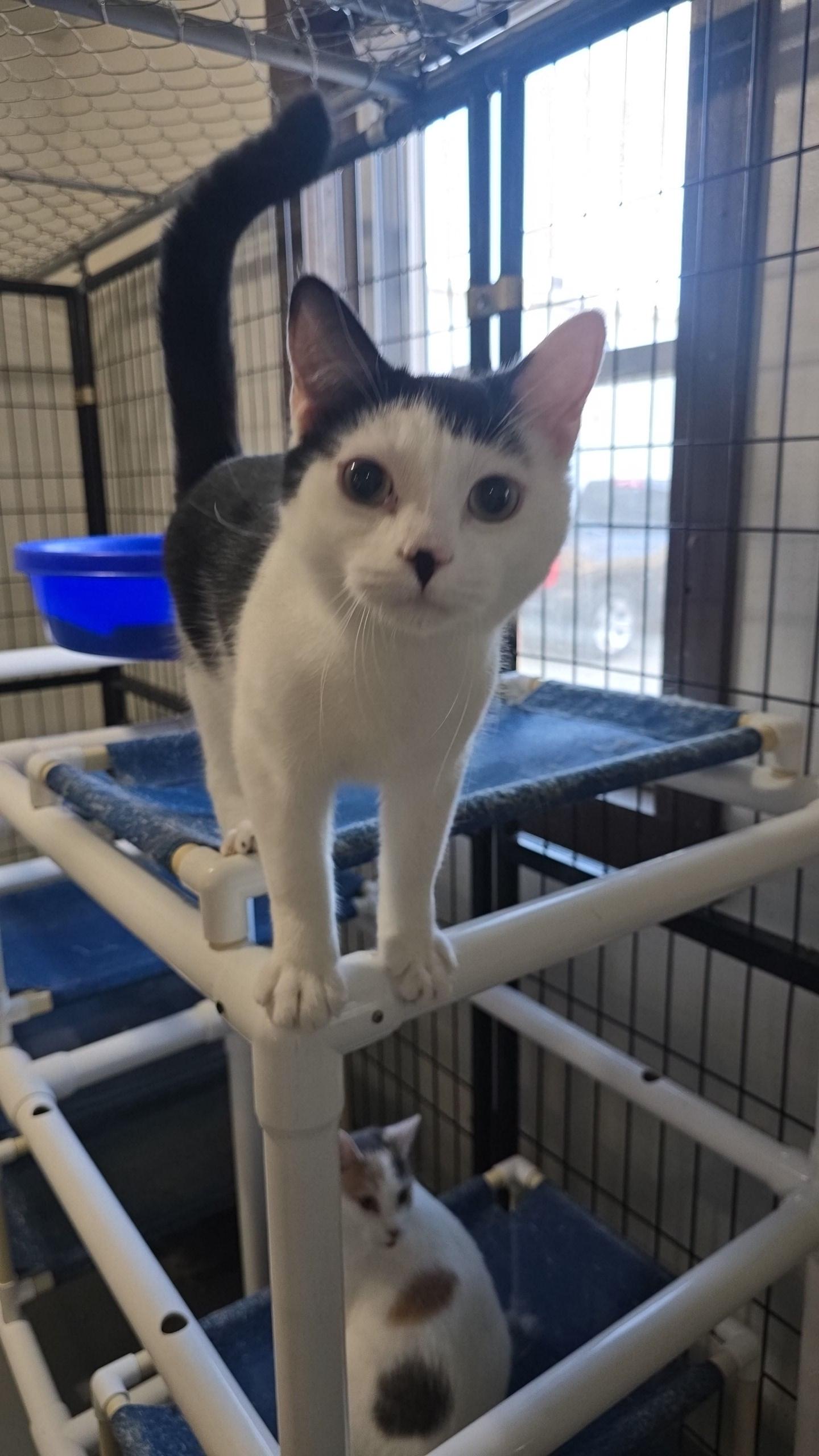 Drako, Adoptable, Young Male Domestic Short Hair.