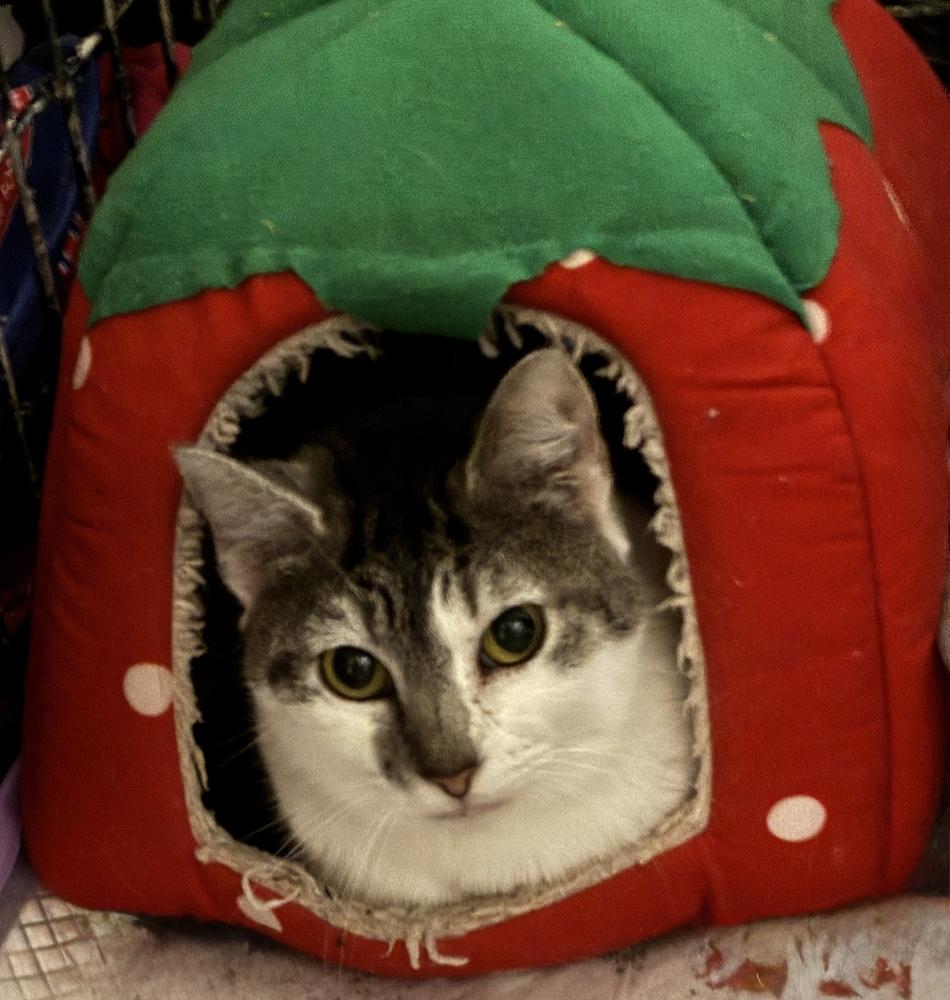 Enlarge Cute Cookie, a Adoptable Domestic Short Hair in Randolph, MA image 1/2