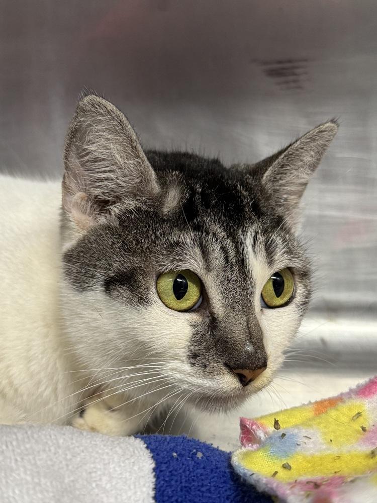 Enlarge Cute Cookie, a Adoptable Domestic Short Hair in Randolph, MA image 1/1