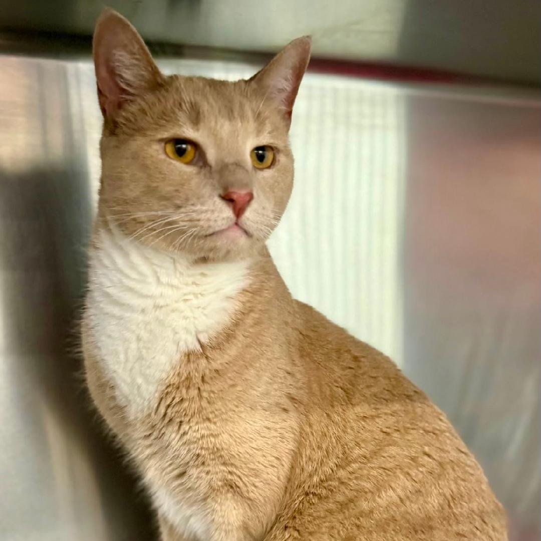 Enlarge Dexter, a Adoptable Domestic Short Hair in Gastonia, NC image 1/2