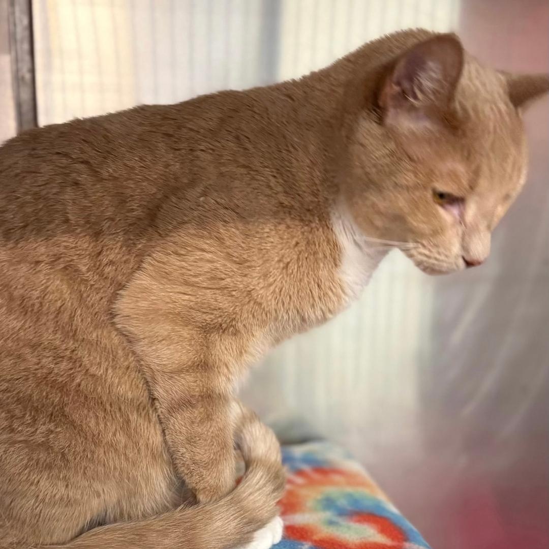 Enlarge Dexter, a Adoptable Domestic Short Hair in Gastonia, NC image 2/2