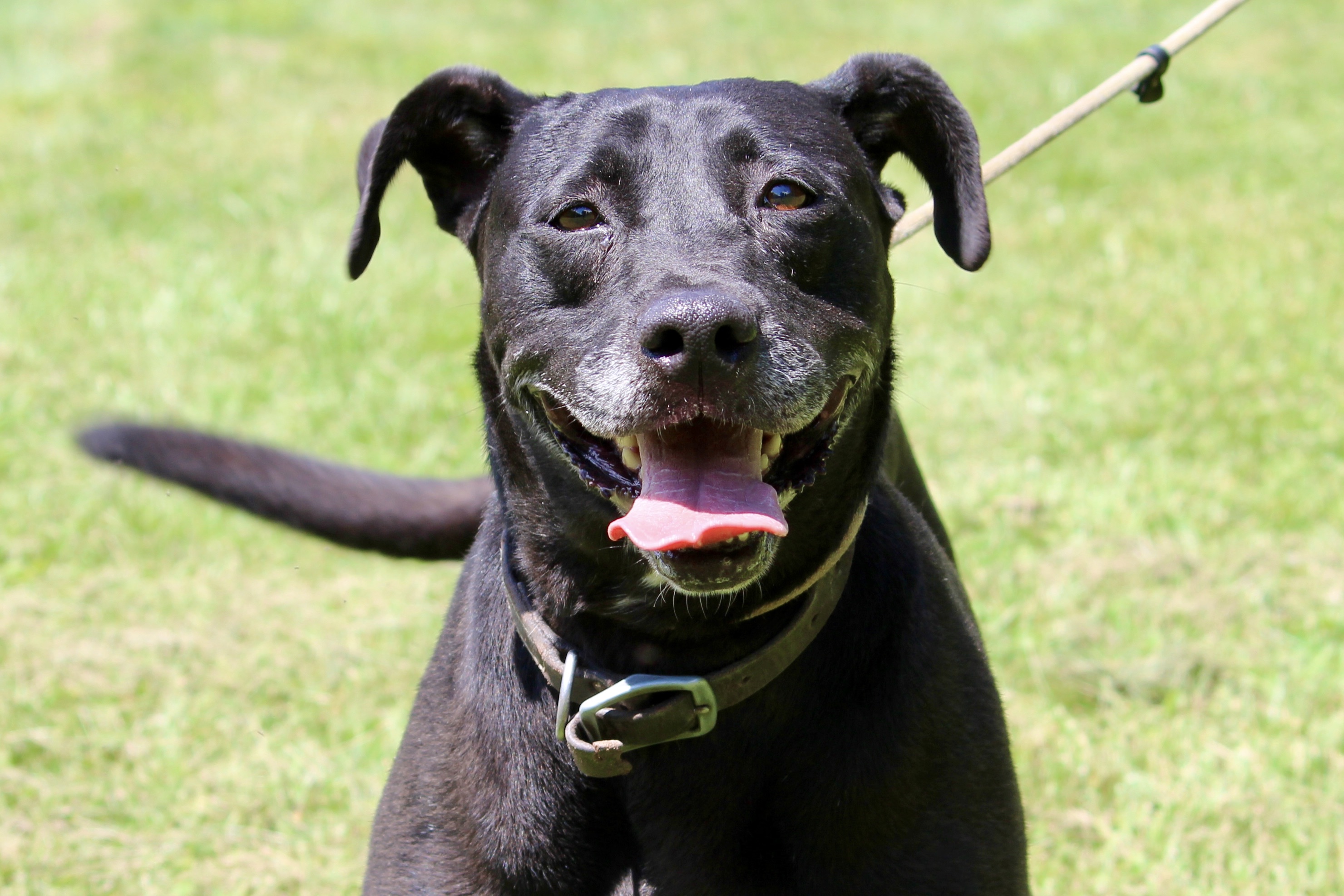 BONNIE, Senior Female Mixed Breed
