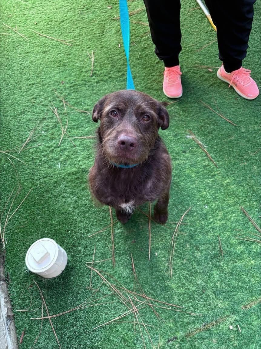 Enlarge Gus, a ADOPTABLE mixed breed in Semmes, AL image 3/3