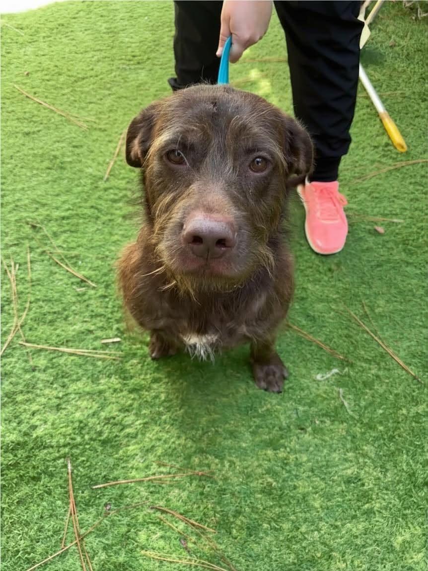 Enlarge Gus, a ADOPTABLE mixed breed in Semmes, AL image 2/3