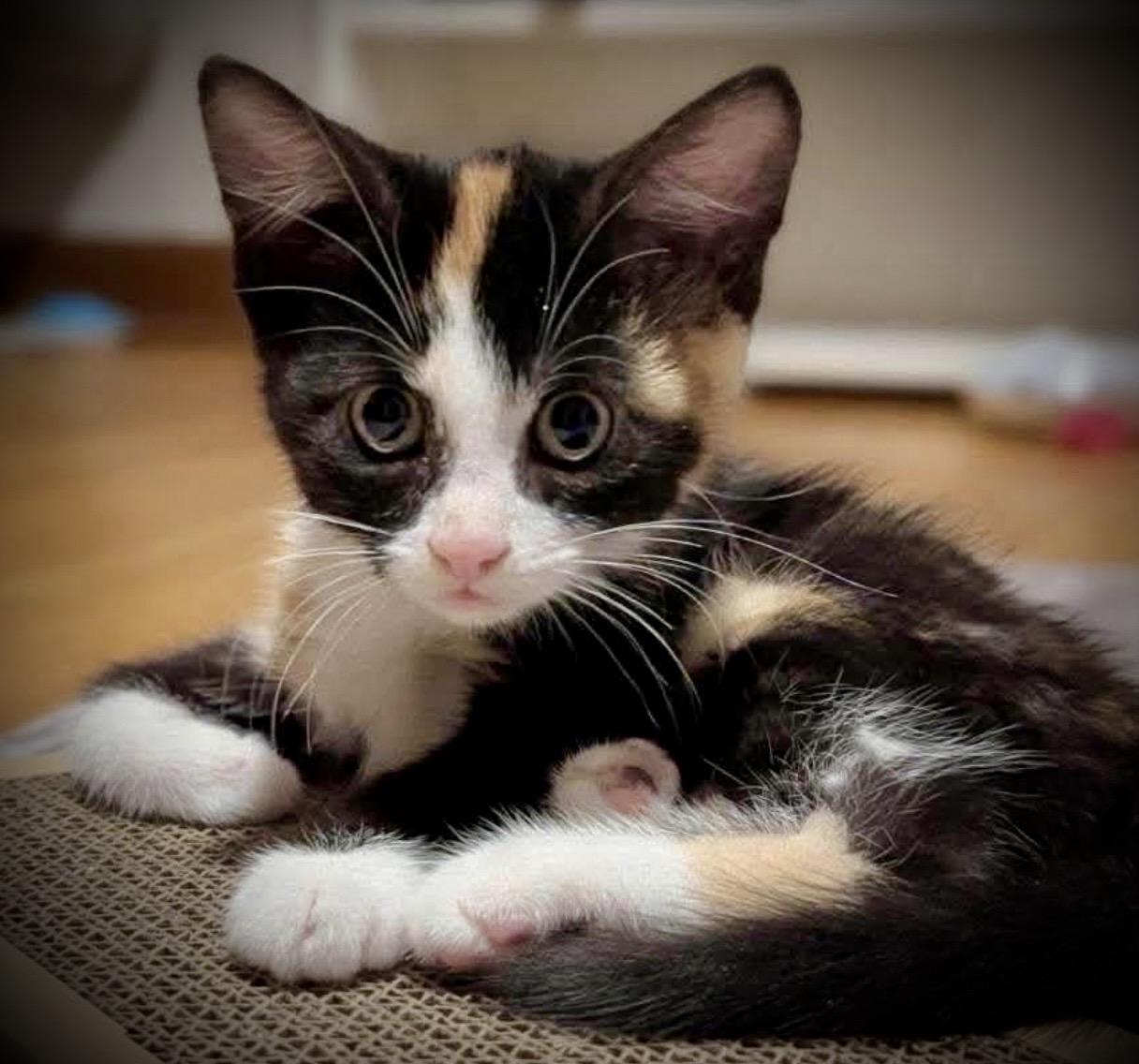 Storm&Bolt, Adopted, Kitten Female Calico.