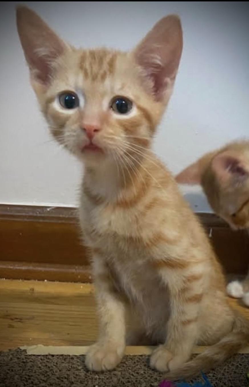 Enlarge Storm&Bolt, a Adopted Calico in Buffalo, NY image 2/2