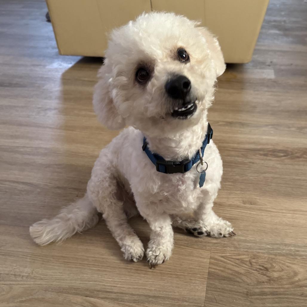 Enlarge West, a Adoptable Bichon Frise in Las Vegas, NV image 1/4