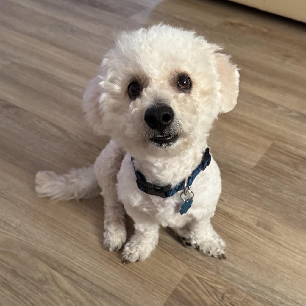Enlarge West, a Adoptable Bichon Frise in Las Vegas, NV image 2/4