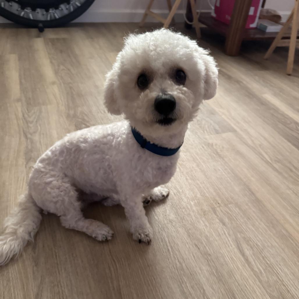 Enlarge West, a Adoptable Bichon Frise in Las Vegas, NV image 3/4