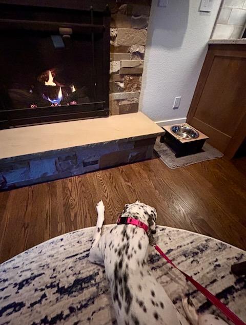 Enlarge Delilah, a ADOPTABLE Dalmatian in Aspen, CO image 6/6