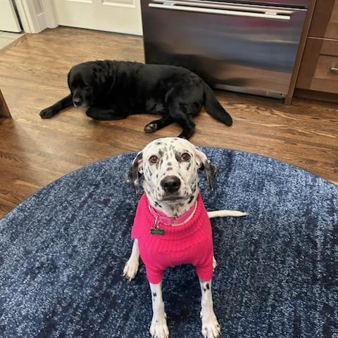 Enlarge Delilah, a ADOPTABLE Dalmatian in Aspen, CO image 5/6