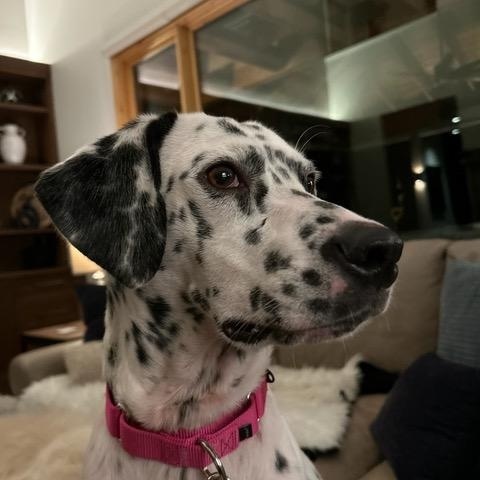 Enlarge Delilah, a ADOPTABLE Dalmatian in Aspen, CO image 1/6