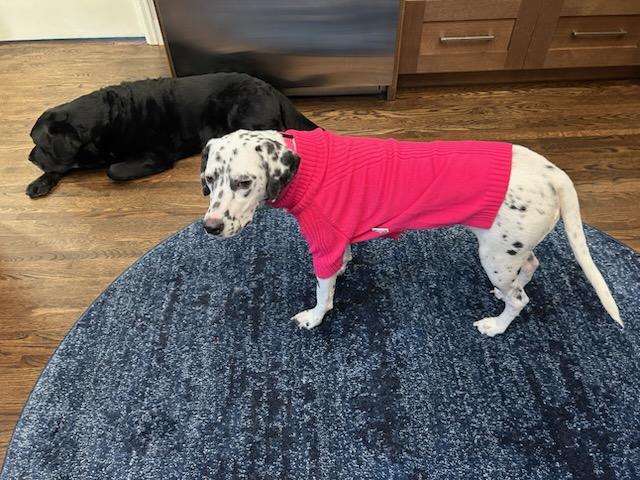 Enlarge Delilah, a ADOPTABLE Dalmatian in Aspen, CO image 4/6