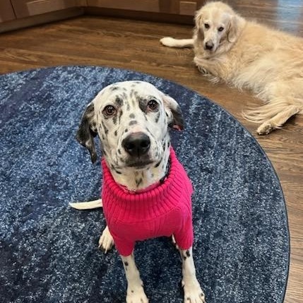 Enlarge Delilah, a ADOPTABLE Dalmatian in Aspen, CO image 2/6