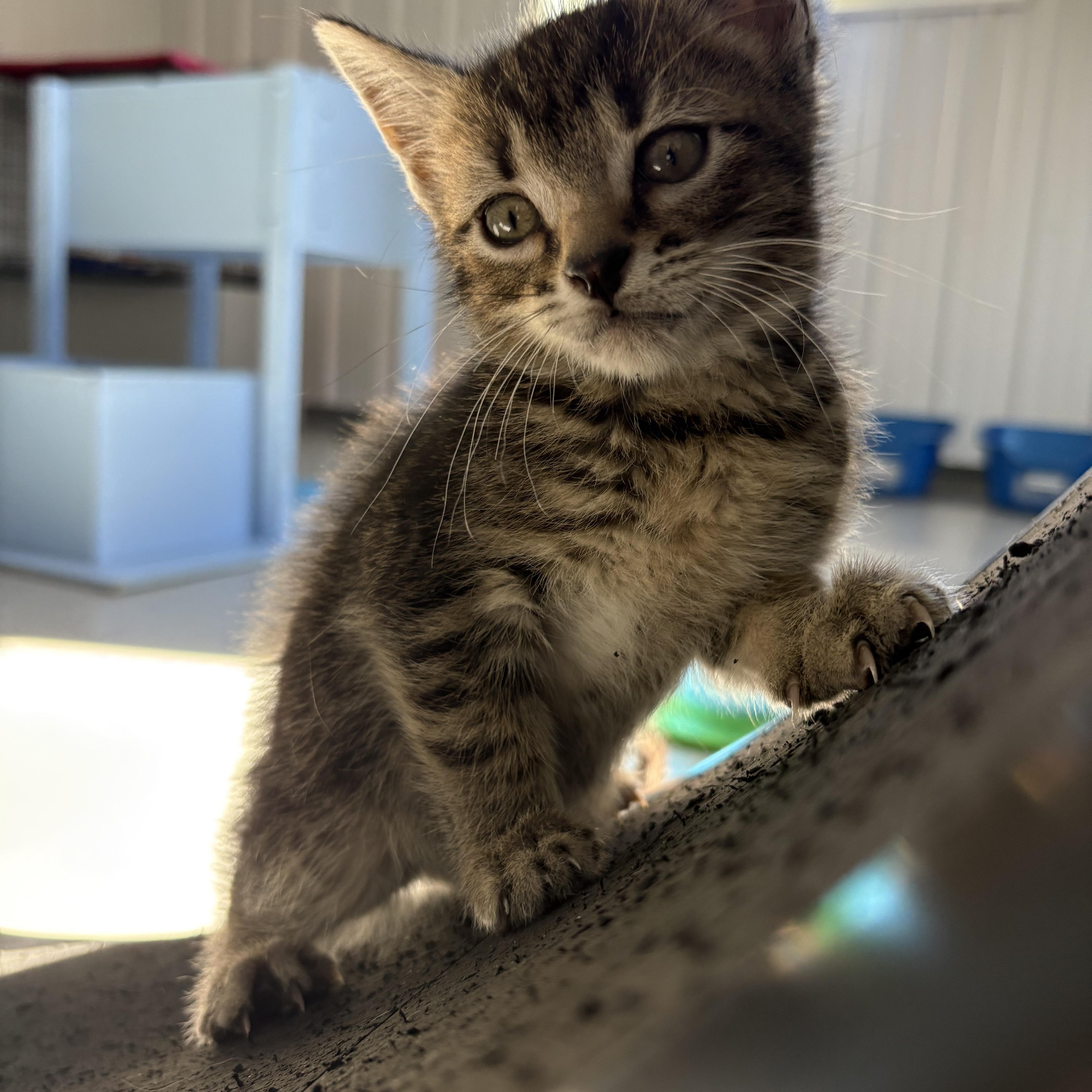Enlarge Male Kittens, a Adoptable American Shorthair in Big Rapids, MI image 3/5