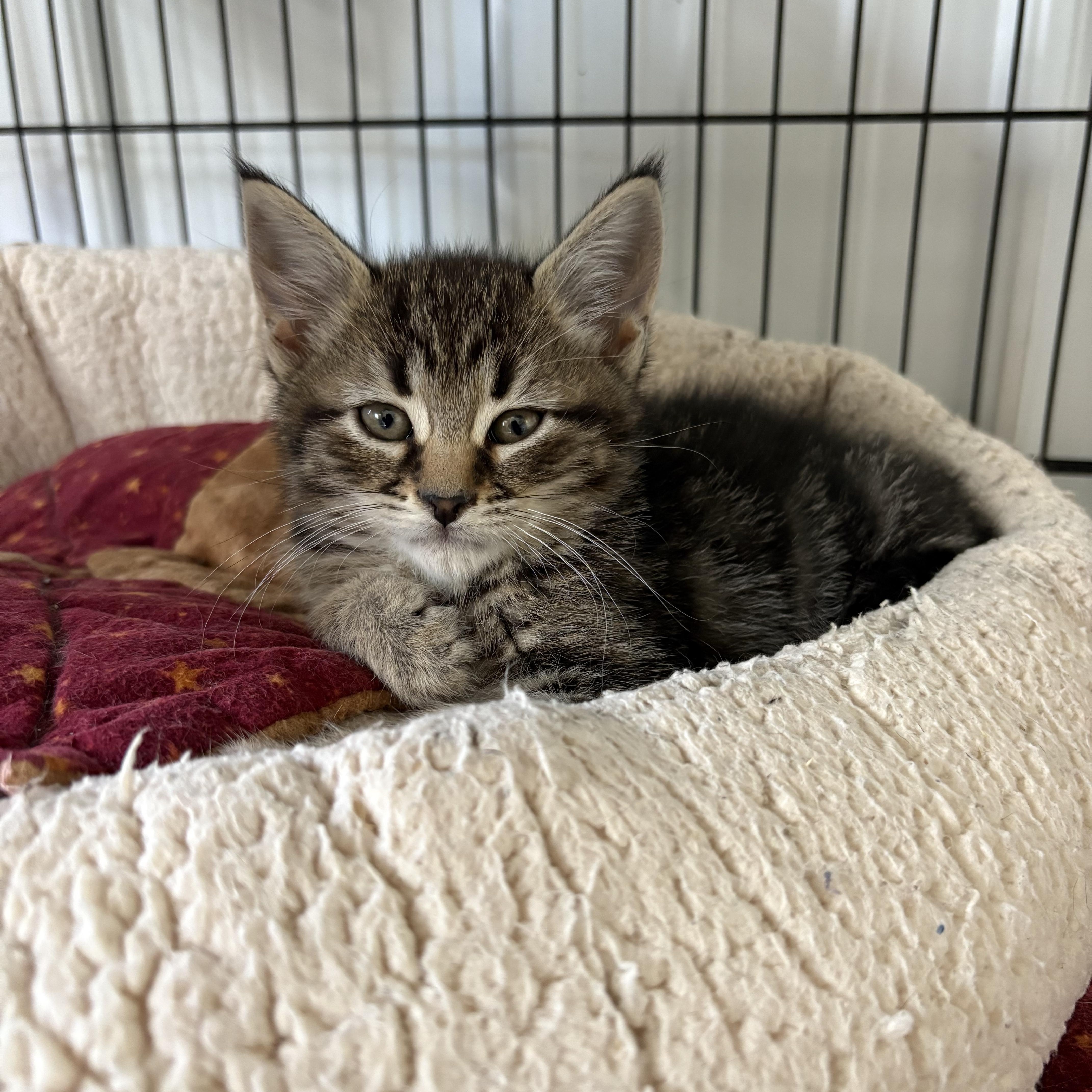 Enlarge Male Kittens, a Adoptable American Shorthair in Big Rapids, MI image 2/5