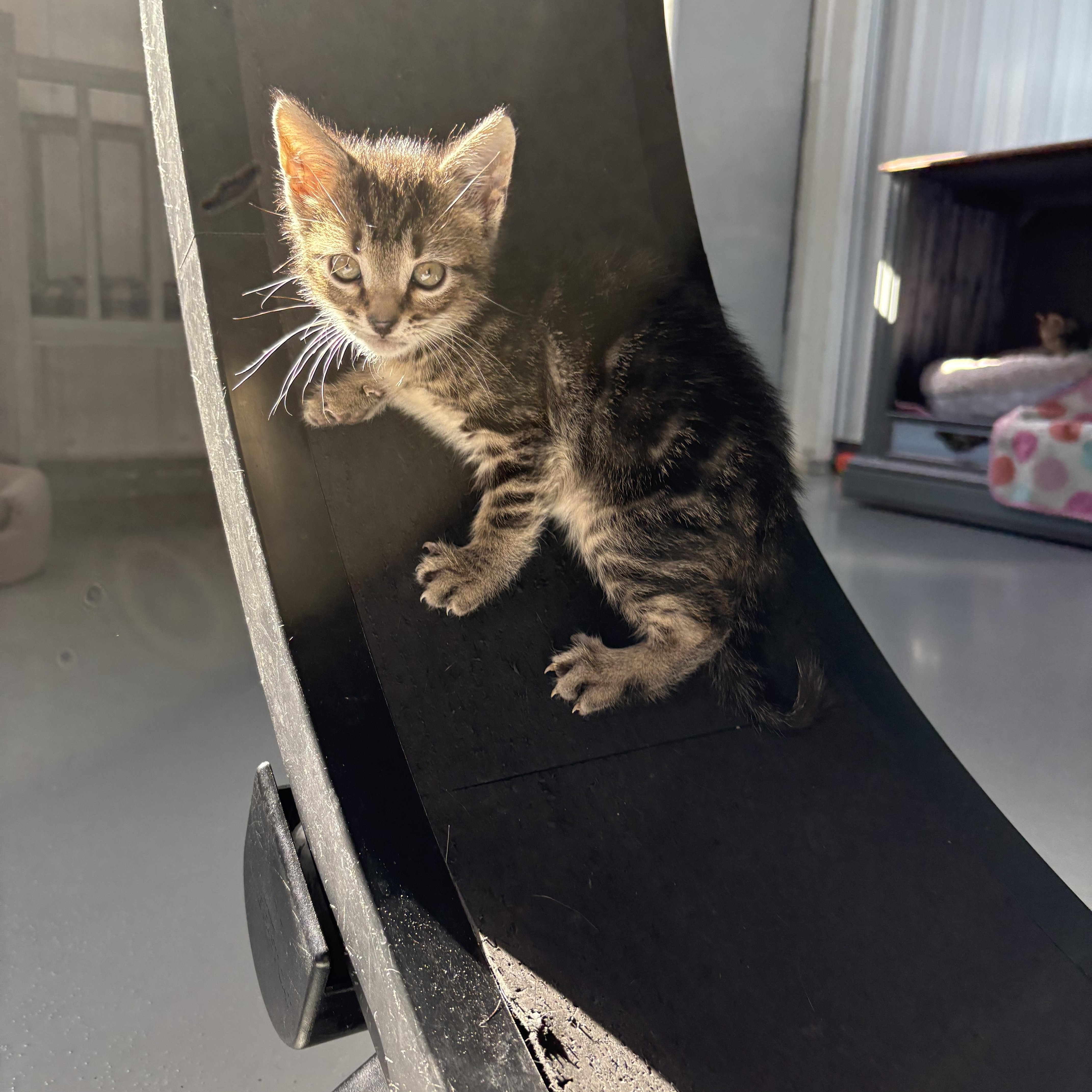 Enlarge Male Kittens, a Adoptable American Shorthair in Big Rapids, MI image 4/5