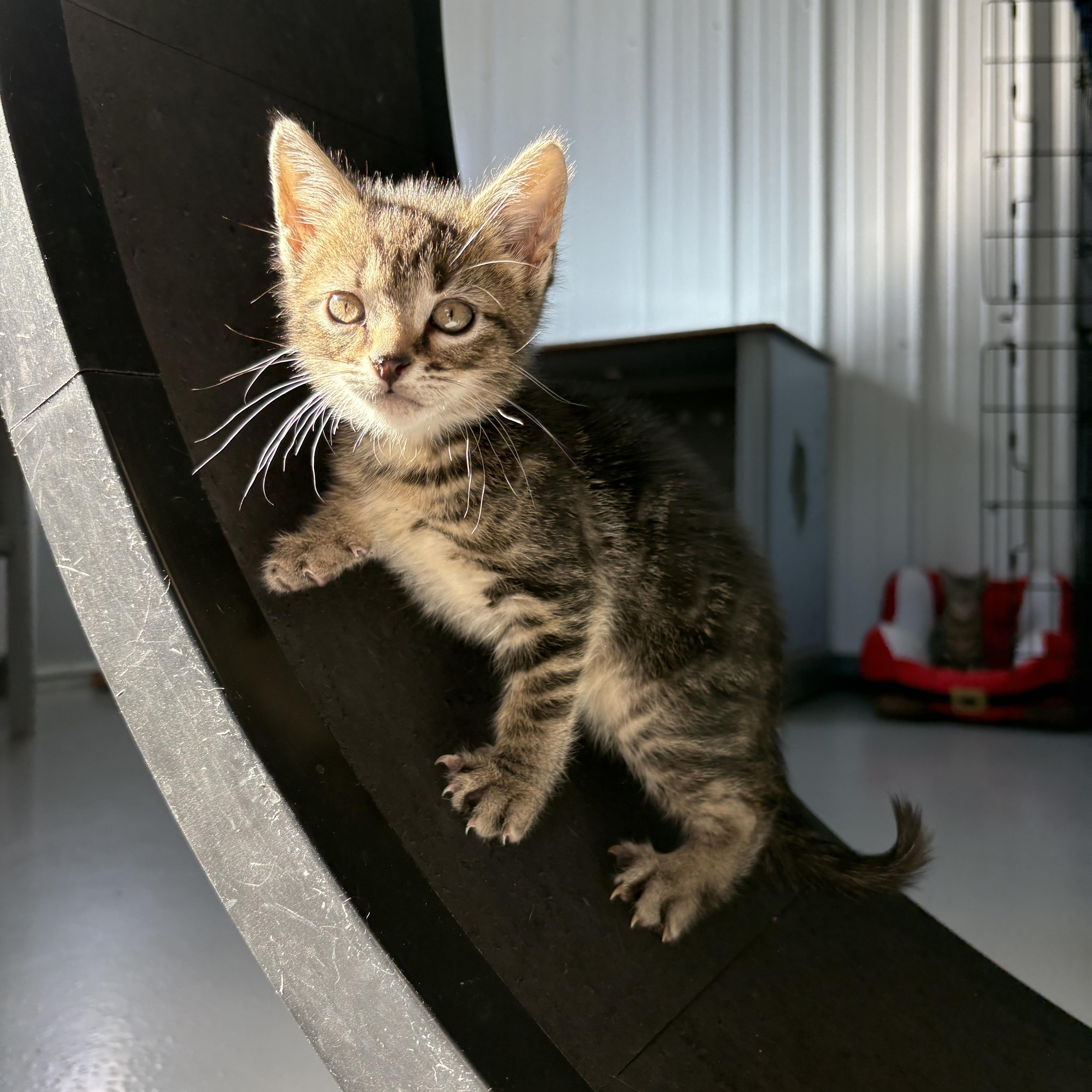 Enlarge Male Kittens, a Adoptable American Shorthair in Big Rapids, MI image 1/5