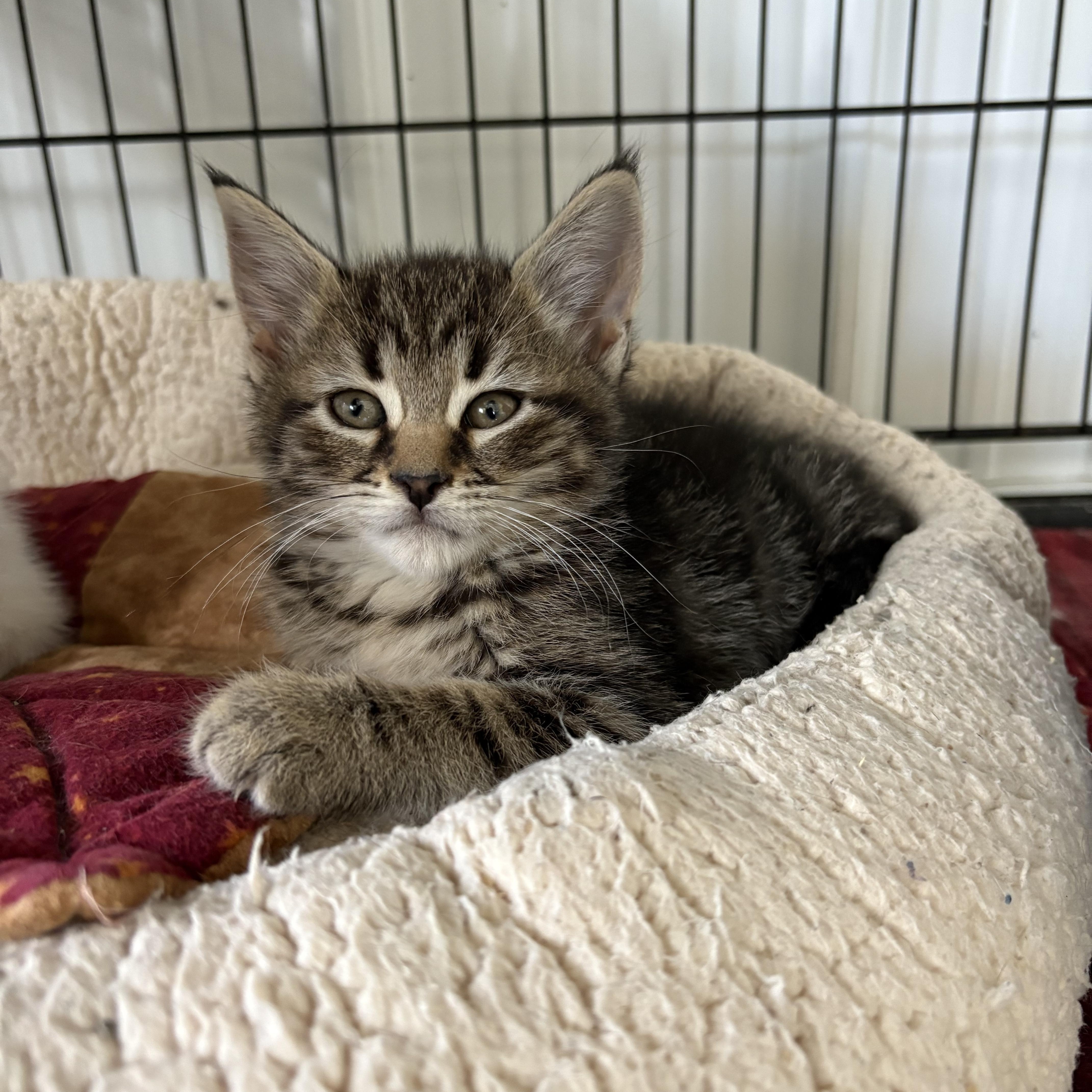Enlarge Male Kittens, a Adoptable American Shorthair in Big Rapids, MI image 5/5