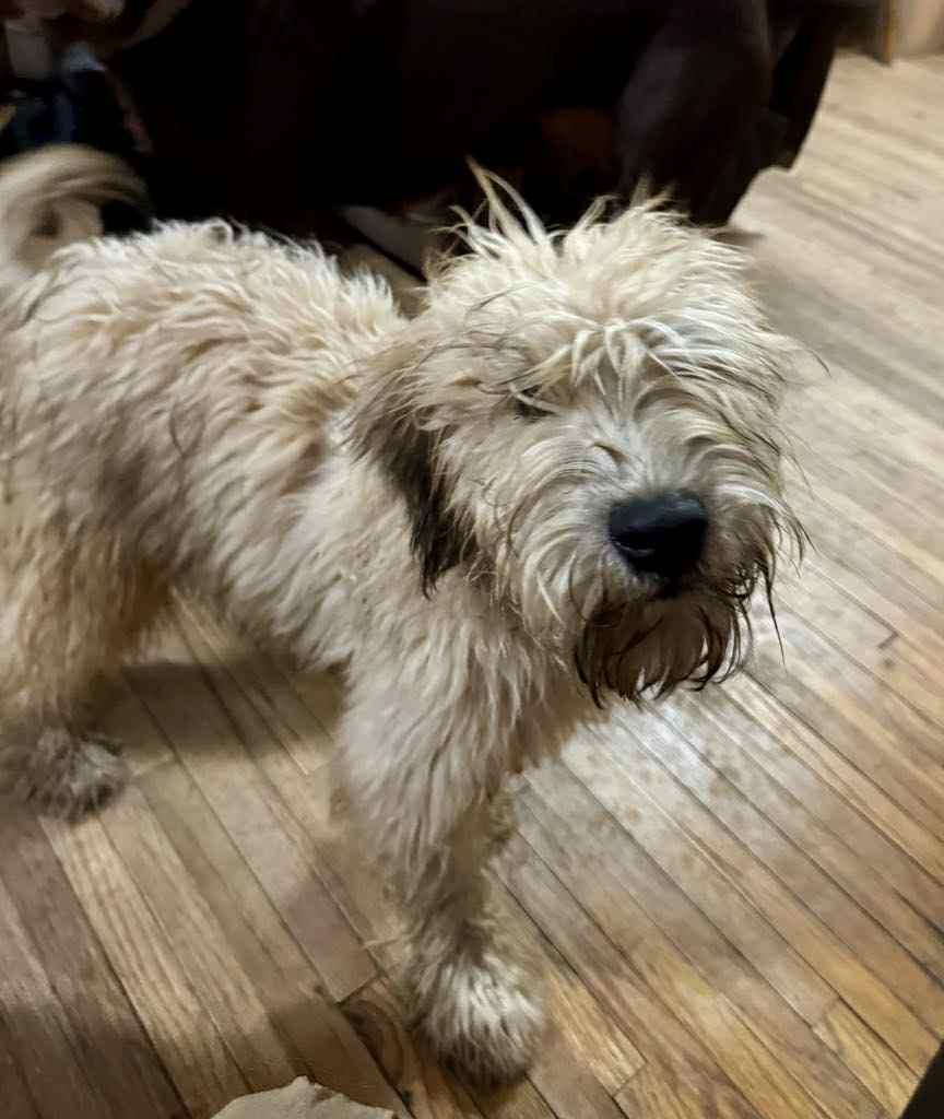 Finn