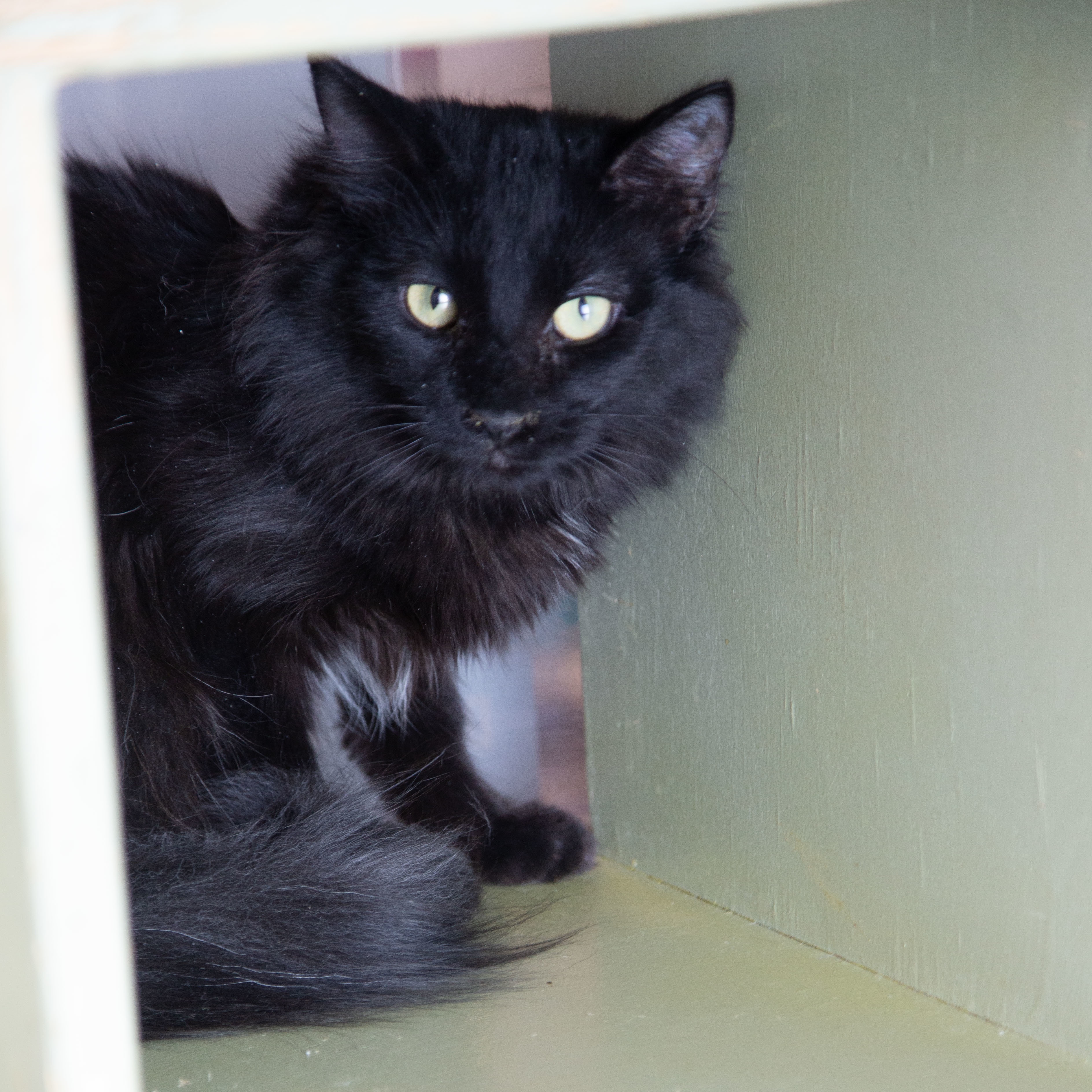 Mowgli, a Adoptable Domestic Medium Hair in Millville, UT image 1/2