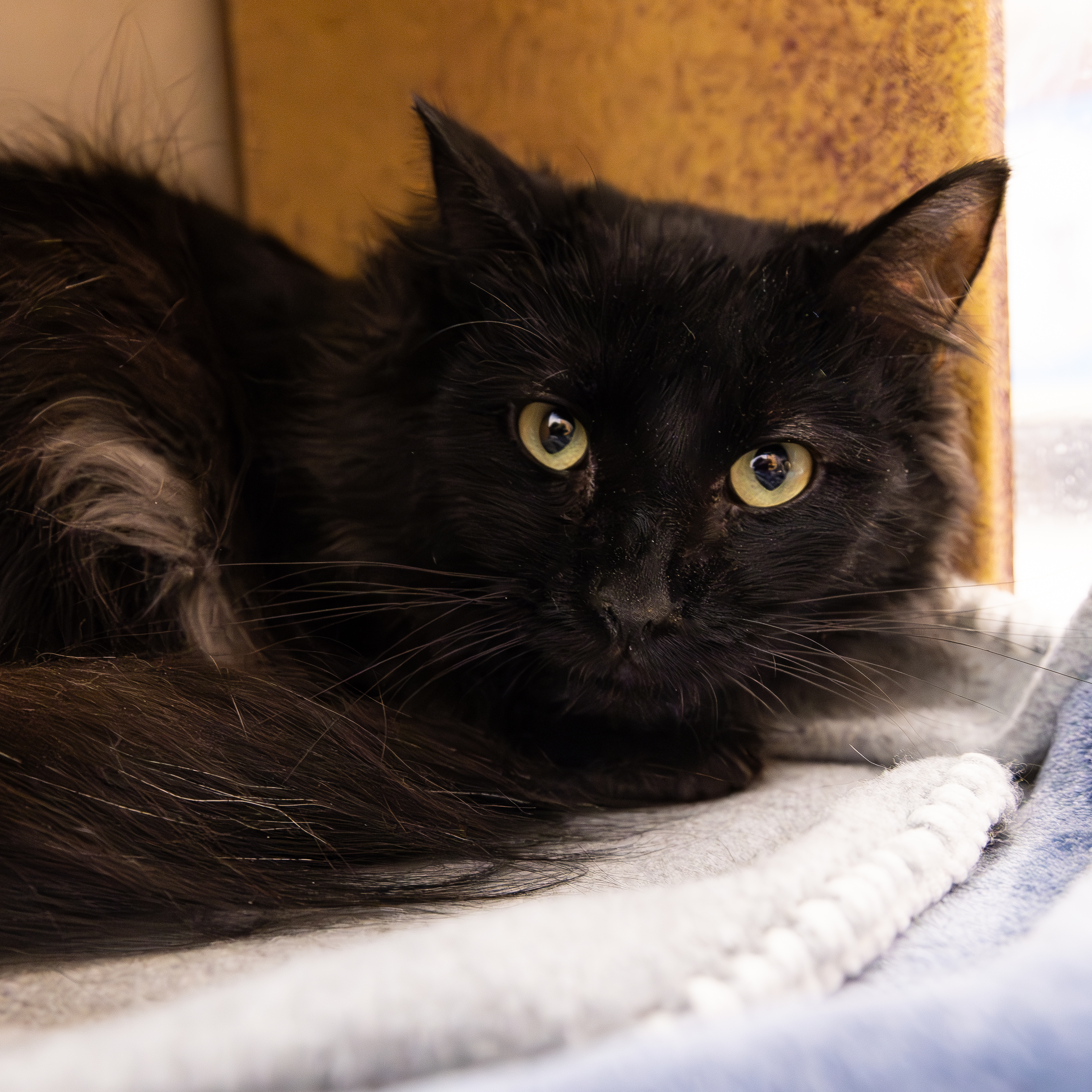 Mowgli, a Adoptable Domestic Medium Hair in Millville, UT image 2/2