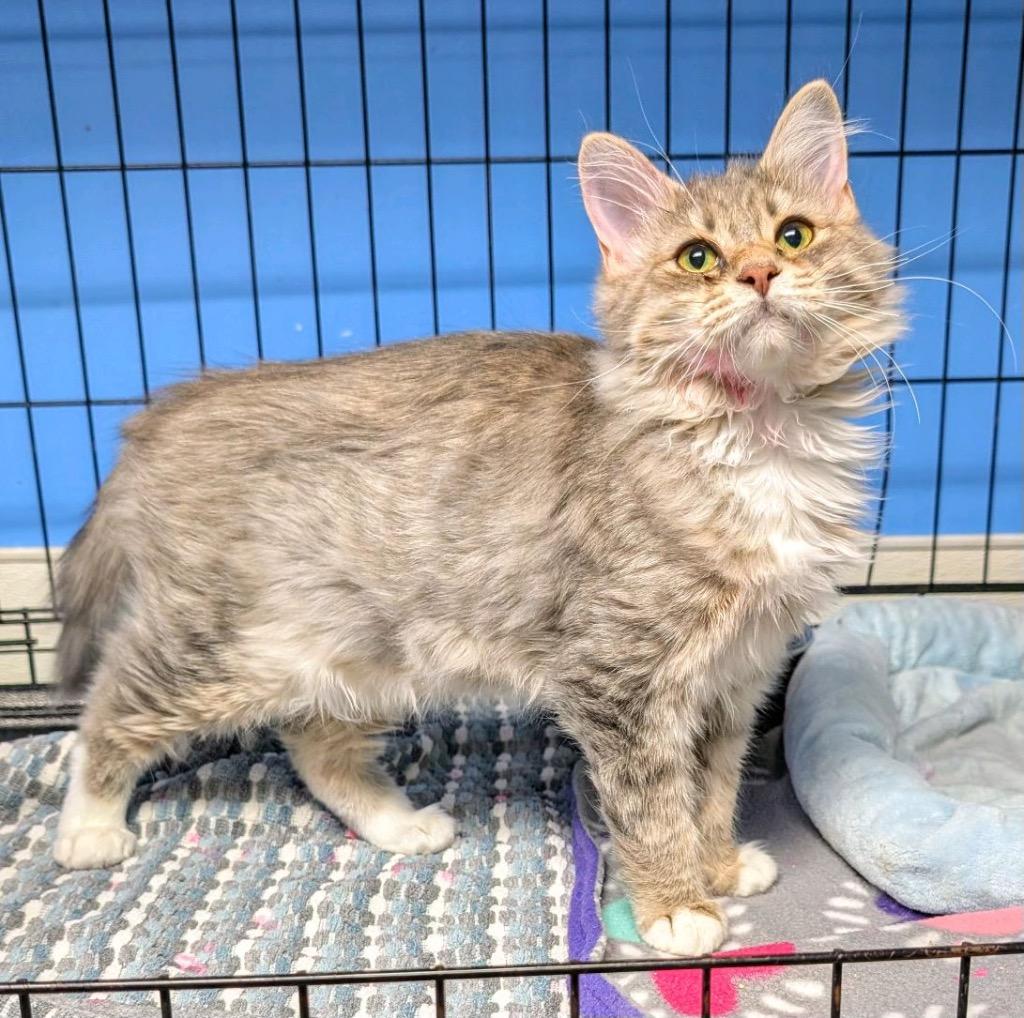 Enlarge Sophia, a Adoptable mixed breed in Ellijay, GA image 1/2