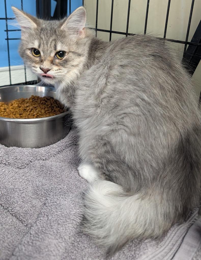 Enlarge Sophia, a Adoptable mixed breed in Ellijay, GA image 2/2