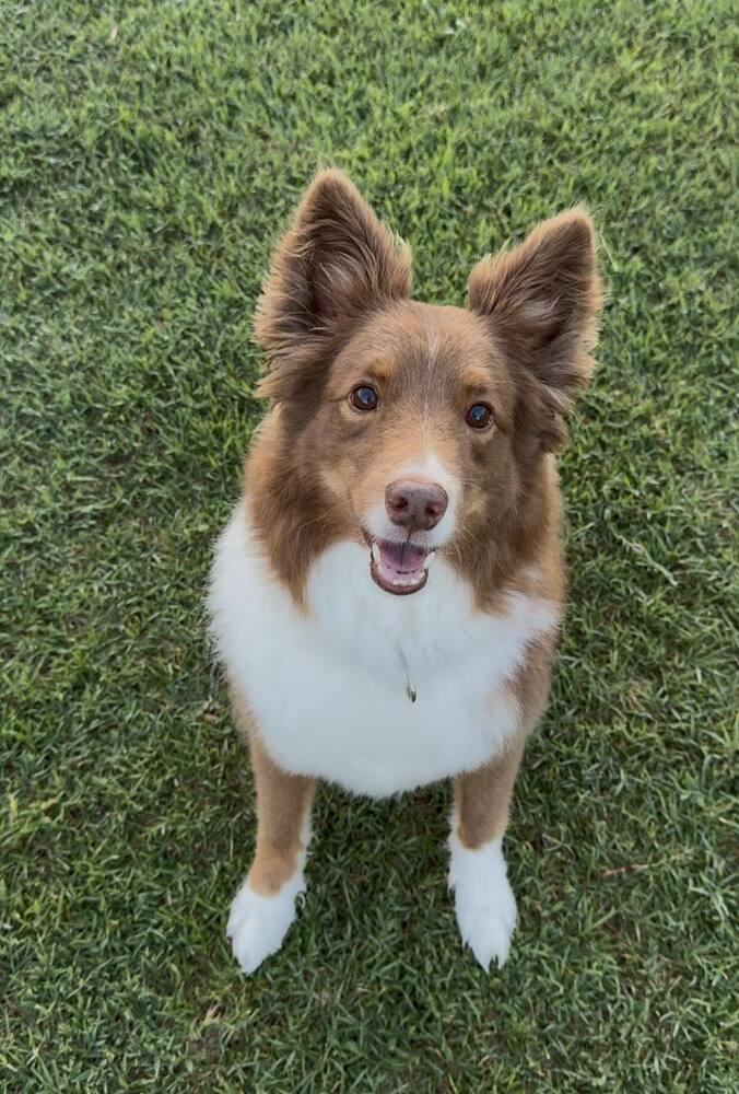 Enlarge Kai aka Kyle, a Adoptable Australian Shepherd in Bradenton, FL image 1/4