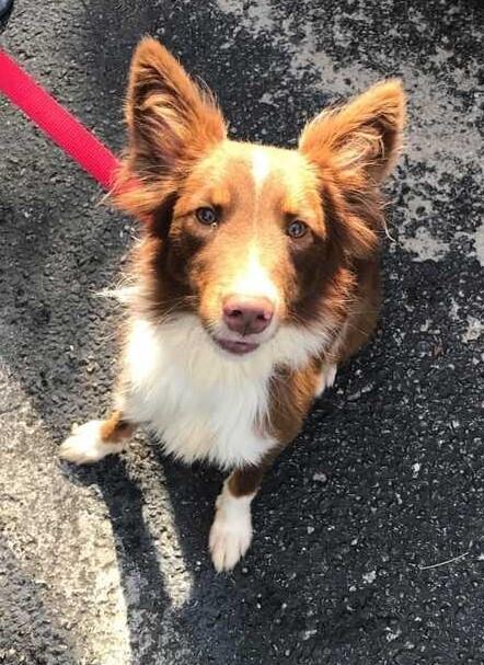 Kai aka Kyle, Adoptable, Young Male Australian Shepherd.