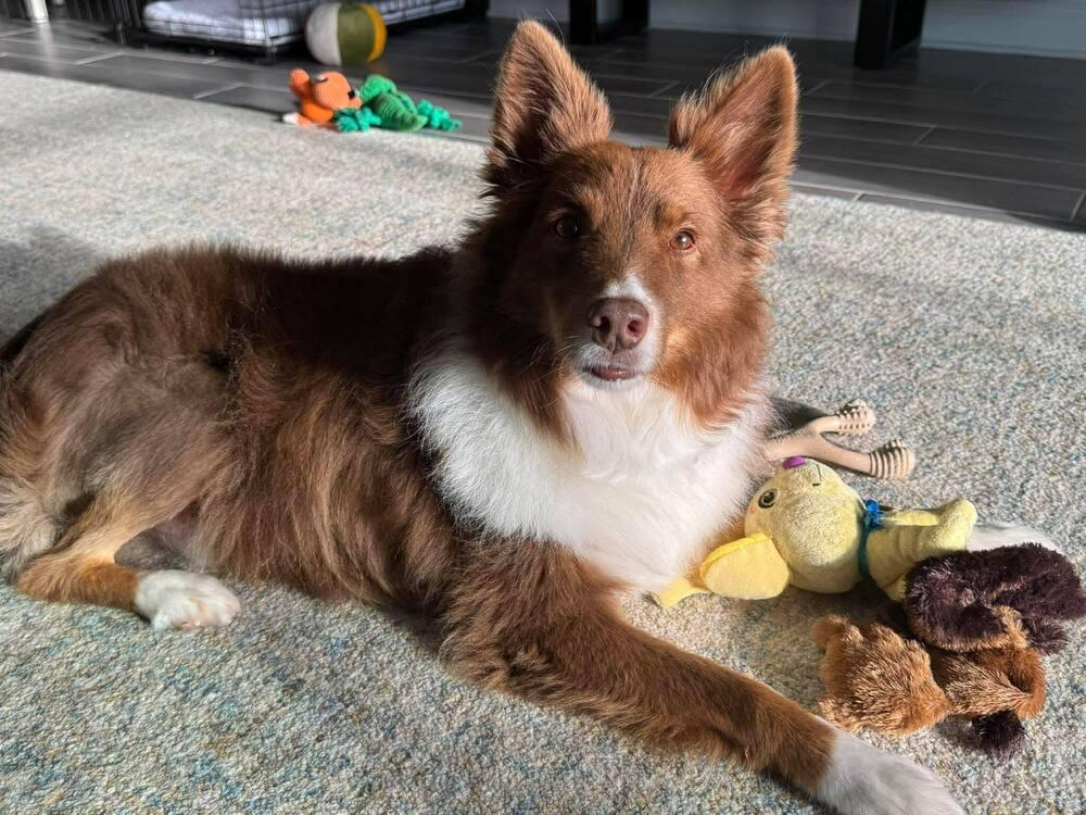 Enlarge Kai aka Kyle, a Adoptable Australian Shepherd in Bradenton, FL image 3/4